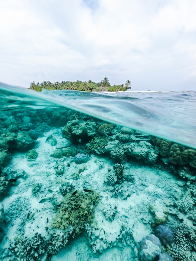 Coral in the Maldives by https://unsplash.com/@seefromthesky